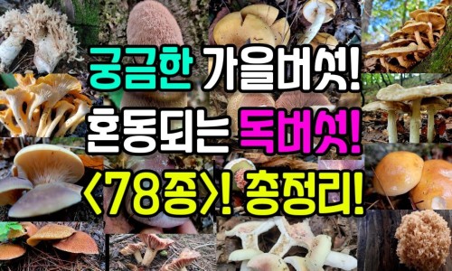 肾脏肌脂瘤能吃什么营养品好-肾脏肌脂瘤能吃什么营养网 - 为你提供肾脏肌脂瘤能吃什么营养品、肾脏肌脂瘤能吃什么营养品好